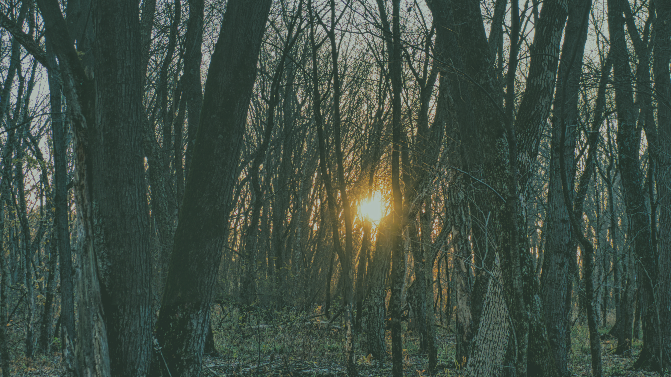 Light in forrest far away