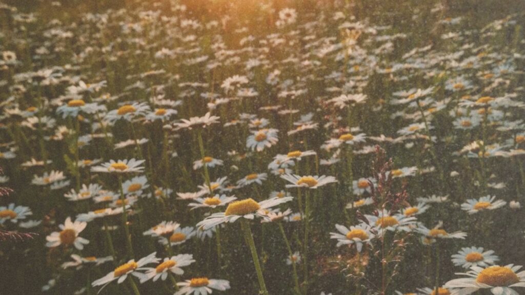 Daisy field at sunset