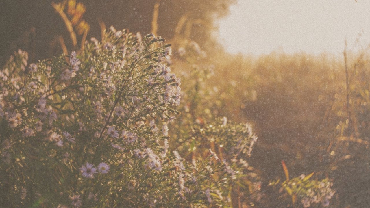 Wildflowers in golden light