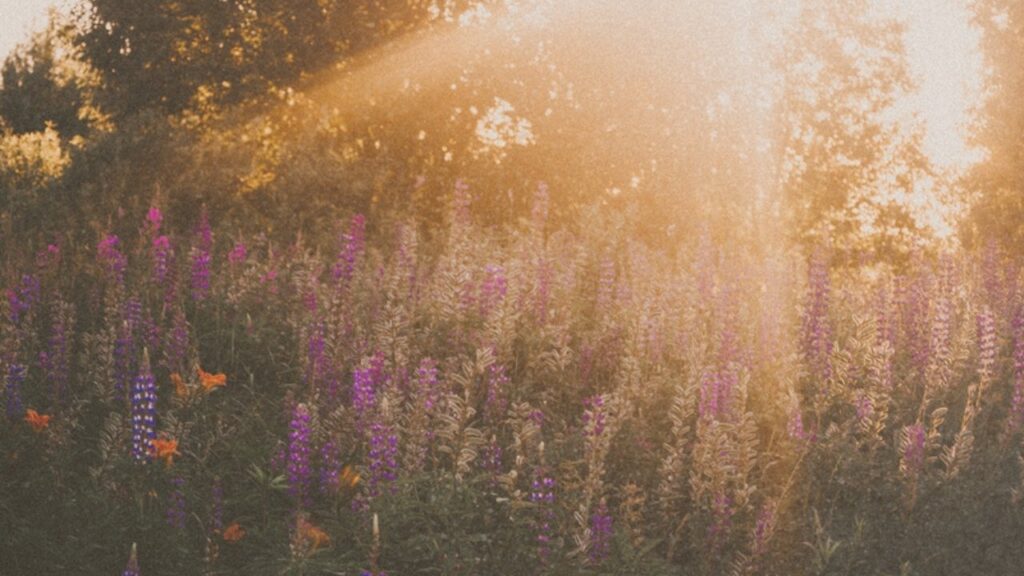 Lupines in golden hour light