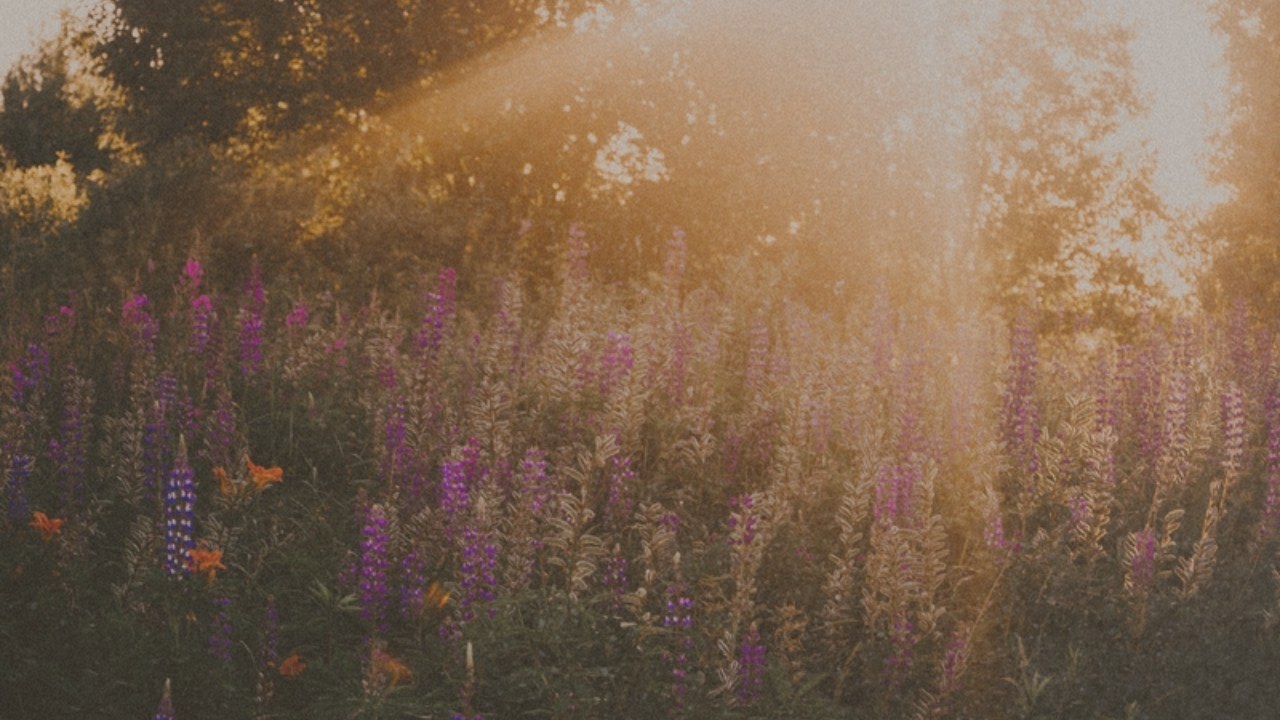 Lupines in golden hour light